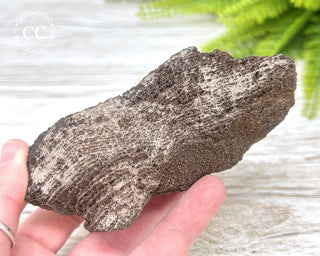 Druzy Permineralised Fossil Wood #5