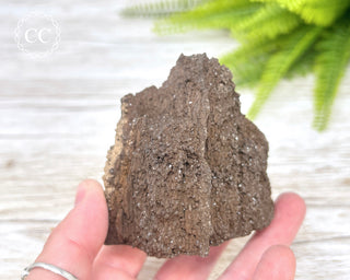 Druzy Permineralised Fossil Wood #1