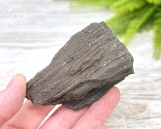 Druzy Permineralised Fossil Wood #6