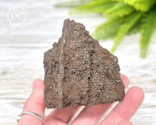 Druzy Permineralised Fossil Wood #1