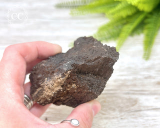 Druzy Permineralised Fossil Wood #1