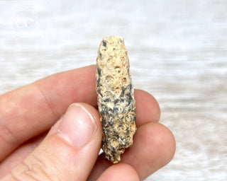 Fossil Agate Horsetail Seed Pod #10