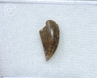 Majungasaur Tooth #2