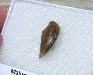 Majungasaur Tooth #2