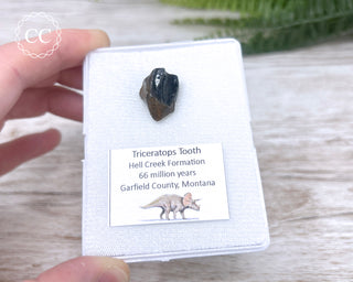 Triceratops Tooth #1