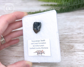 Triceratops Tooth #1
