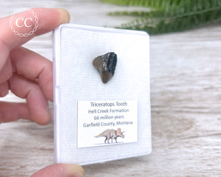 Triceratops Tooth #1