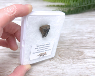 Triceratops Tooth #1