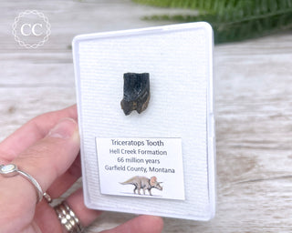 Triceratops Tooth #2