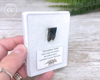Triceratops Tooth #2