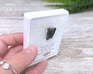 Triceratops Tooth #2