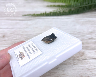 Triceratops Tooth #2