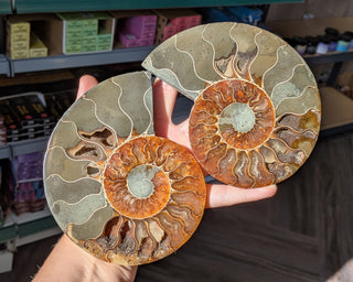 Large Ammonite Pair #2