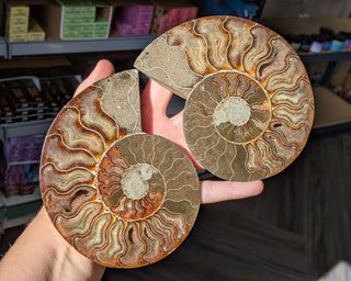 Large Ammonite Pair #3