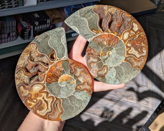 Large Ammonite Pair #1