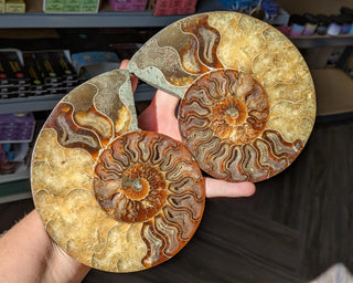 Large Ammonite Pair #4