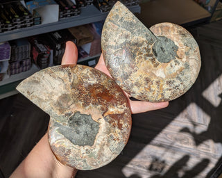 Large Ammonite Pair #1