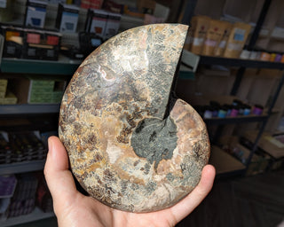 Large Ammonite Pair #1