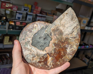 Large Ammonite Pair #1