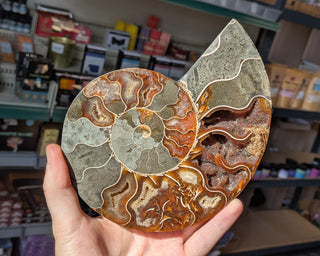 Large Ammonite Pair #1