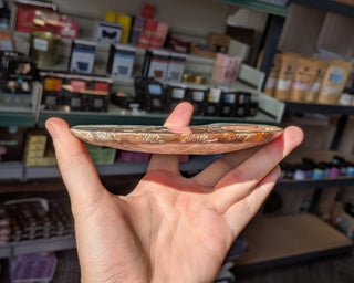 Large Ammonite Pair #1