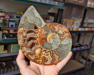 Large Ammonite Pair #1