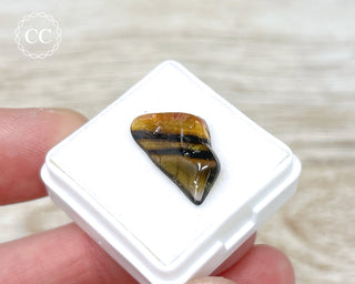 Liddicoatite Tourmaline Slice #4