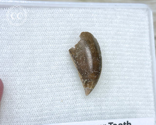 Majungasaur Tooth #2