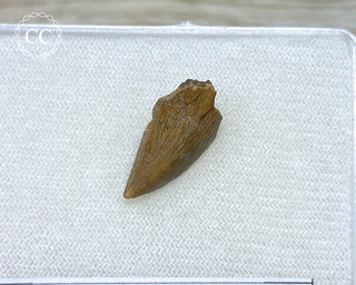 Majungasaur Tooth #1