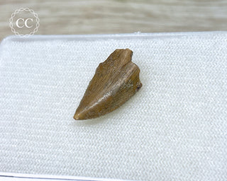 Majungasaur Tooth #1