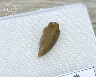 Majungasaur Tooth #1