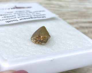 Majungasaur Tooth #1