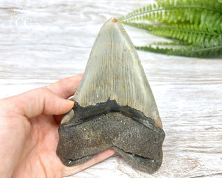 Megalodon Tooth #3
