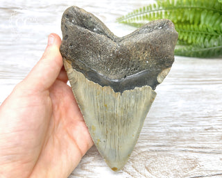 Megalodon Tooth #3