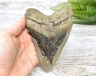 Megalodon Tooth #3