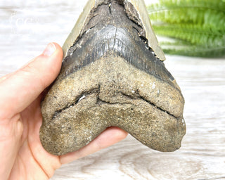Megalodon Tooth #3