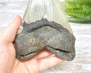 Megalodon Tooth #3