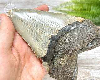 Megalodon Tooth #3