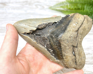 Megalodon Tooth #3