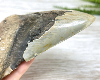 Megalodon Tooth #3
