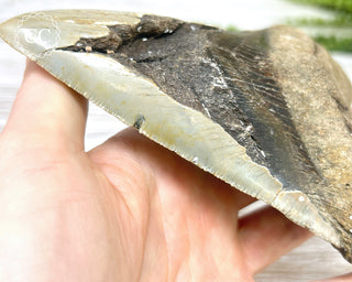 Megalodon Tooth #3