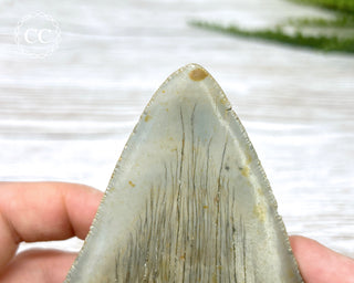 Megalodon Tooth #3