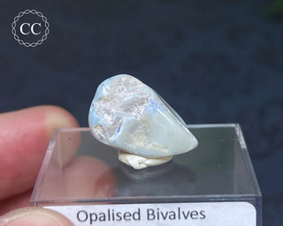 Opalised Bivalve Shell - Lightning Ridge #6