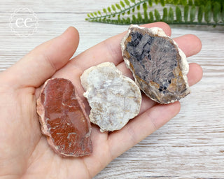 Petrified Wood Slice 4-6cm