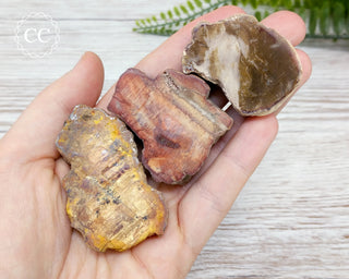 Petrified Wood Slices in hand