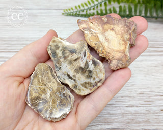 Petrified Wood Slice 4-6cm