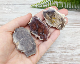 Petrified Wood Slice 4-6cm