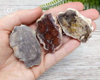 Petrified Wood Slice 4-6cm