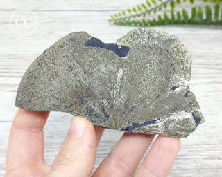 Pyrite Sun Dollar Illinois #13