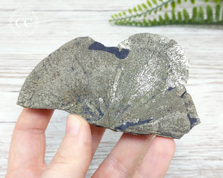 Pyrite Sun Dollar Illinois #13